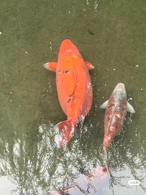 济南适合表白的地方「趵突泉锦鲤撑死几条了」 点火系统